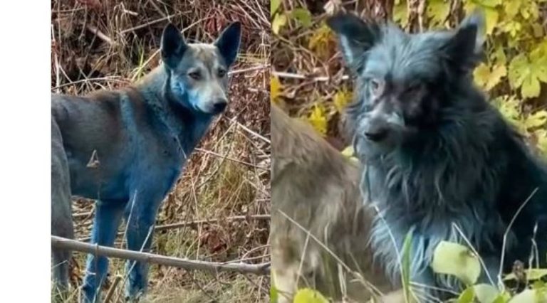 Blue Dogs Discovered in Chernobyl Exclusion Zone