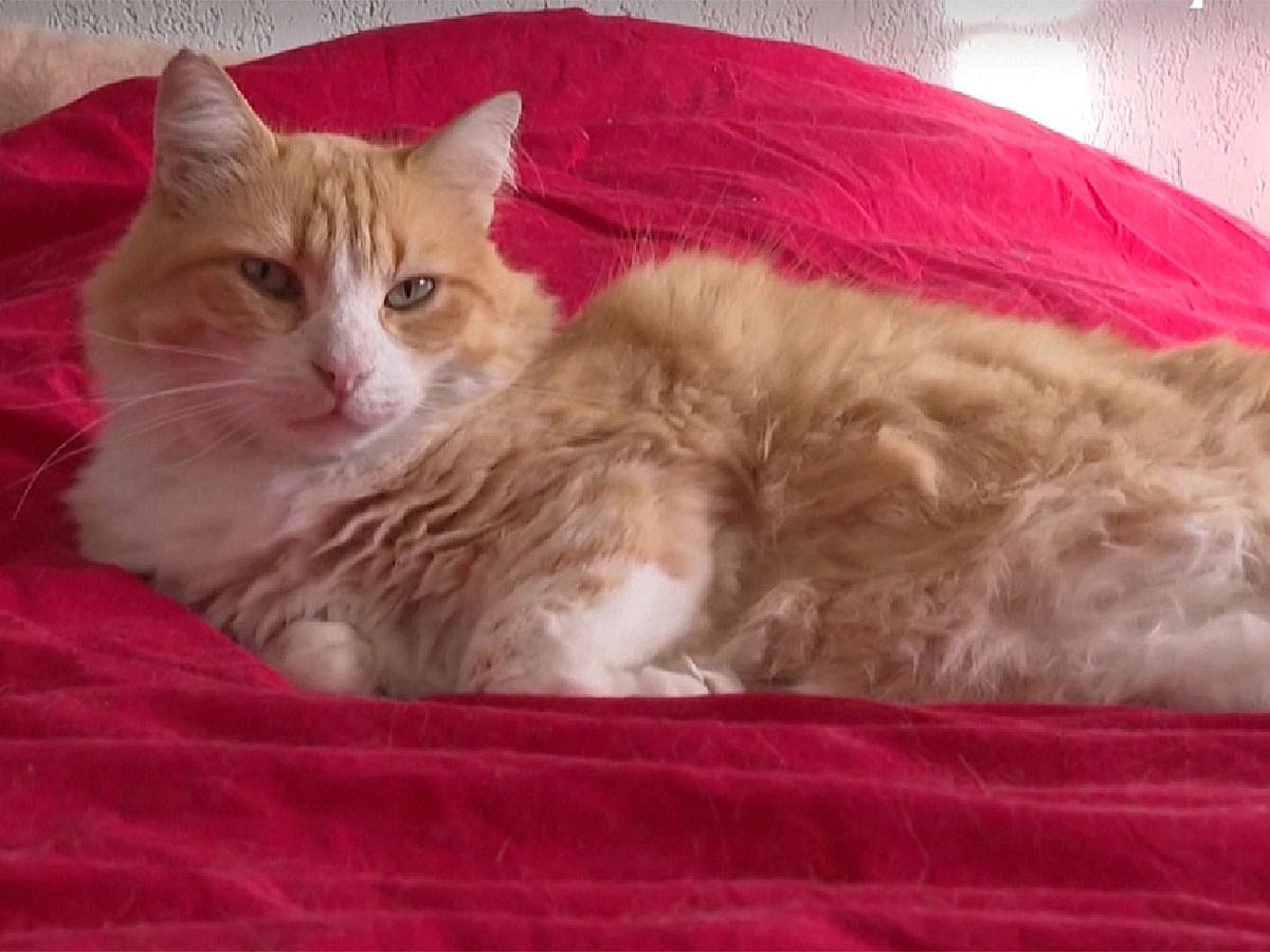 Court Rules Cat Must Stay Indoors After Neighbour Dispute