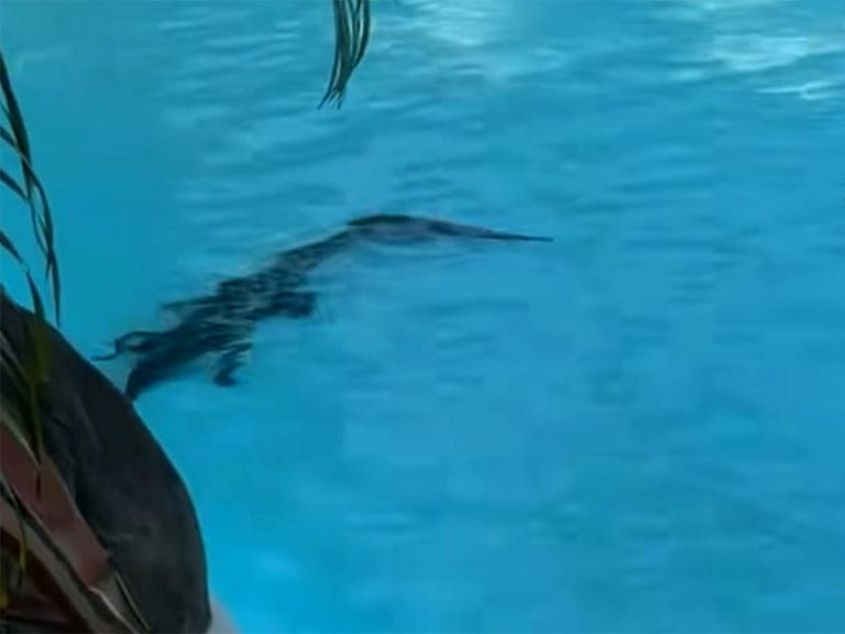 Crocodile Found Swimming in Australian Resort Pool