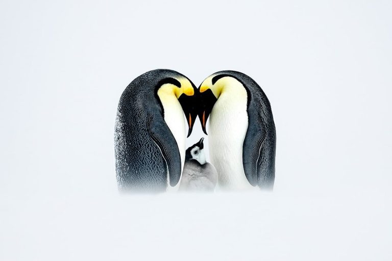 Dubai Photographer Wins Award for Antarctic Penguin Photo