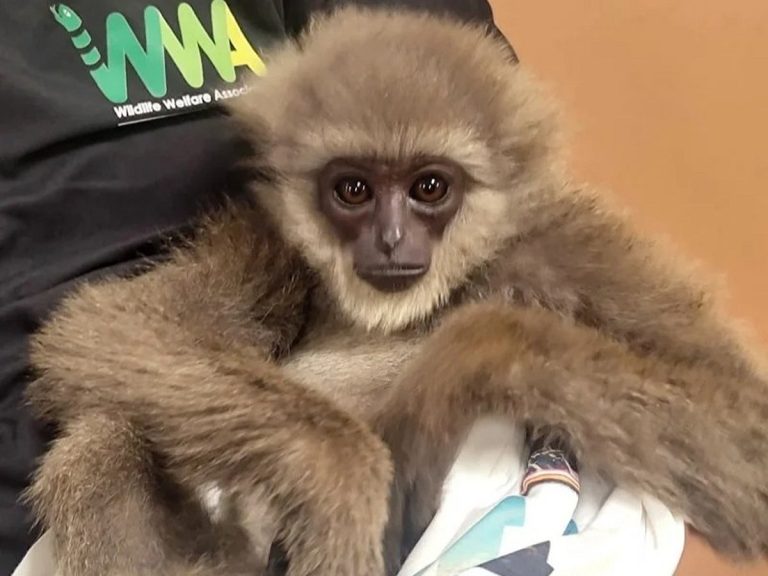 Endangered Gibbons Seized at Mumbai Airport in Trafficking B