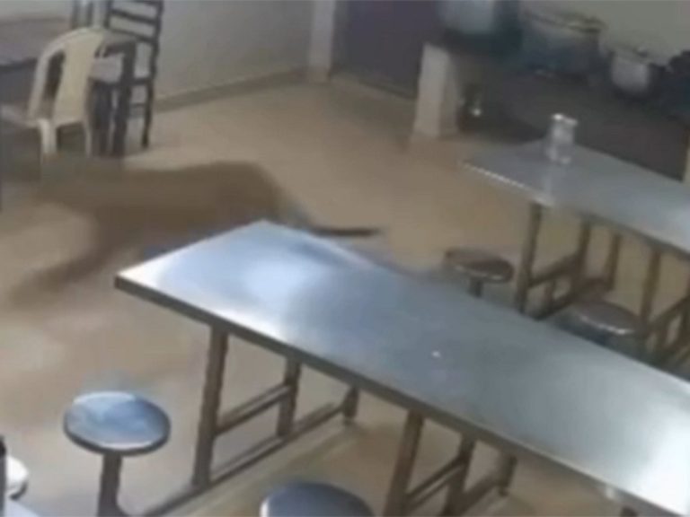 Leopard Enters Tea Estate Canteen in Tamil Nadu