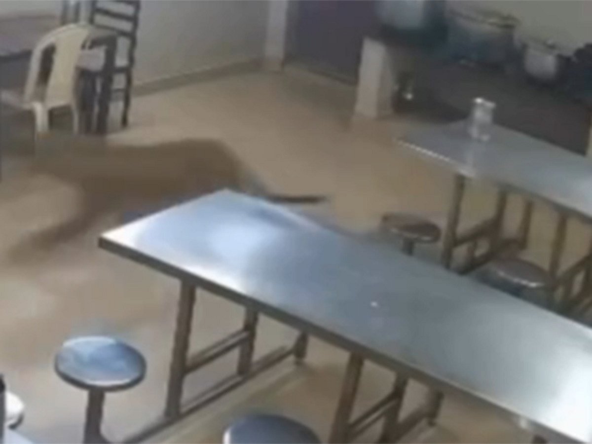Leopard Enters Tea Estate Canteen in Tamil Nadu