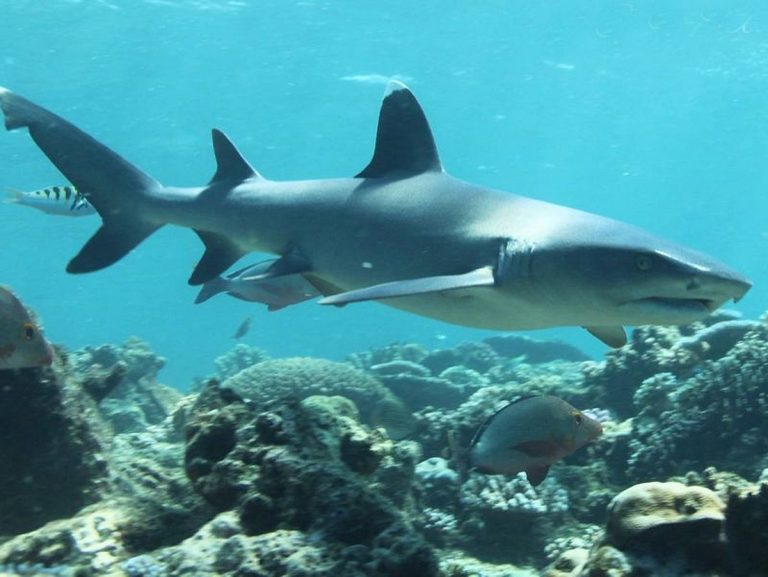 Pakistan Launches National Plan for Shark Conservation