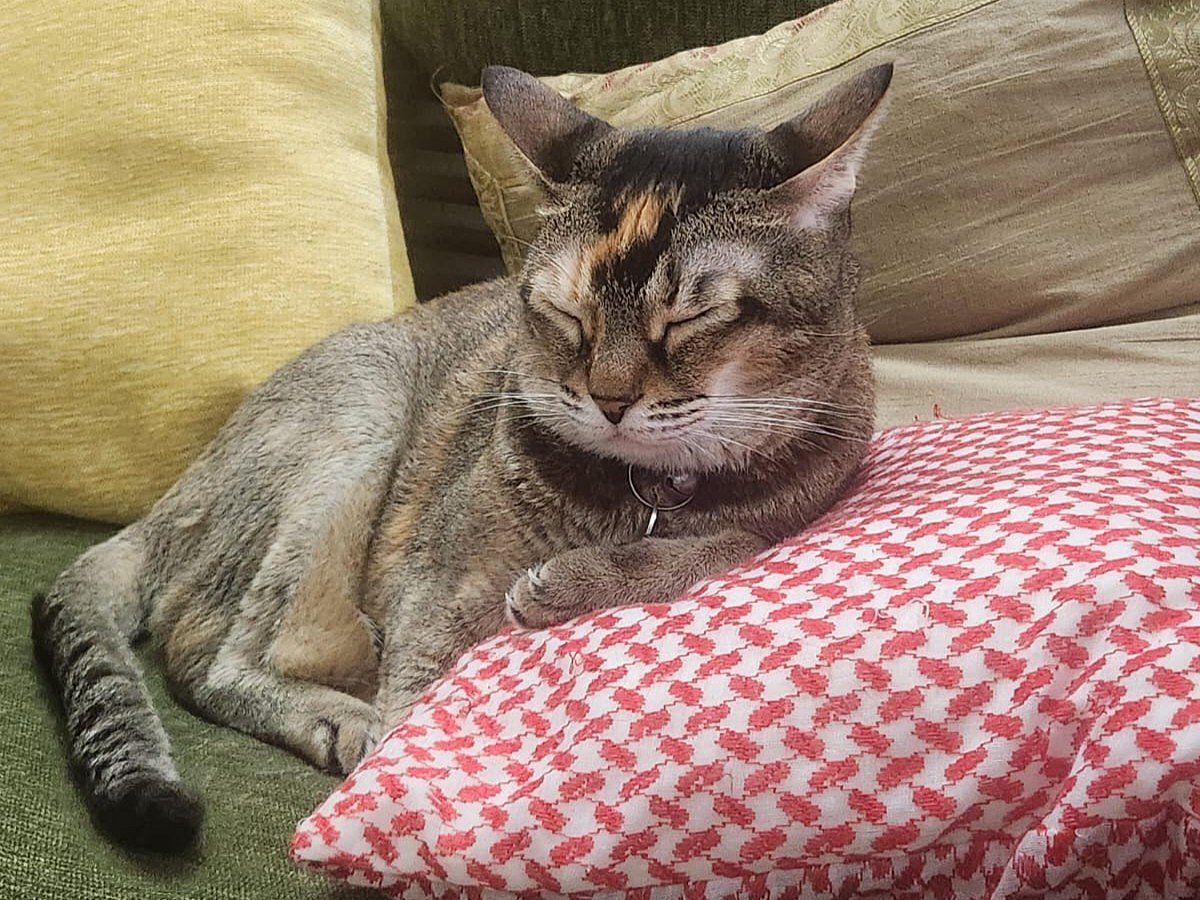 Slow Blinking: A Simple Way to Bond with Your Cat