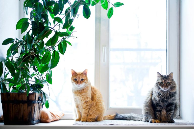 The Joys and Challenges of Owning a Pet