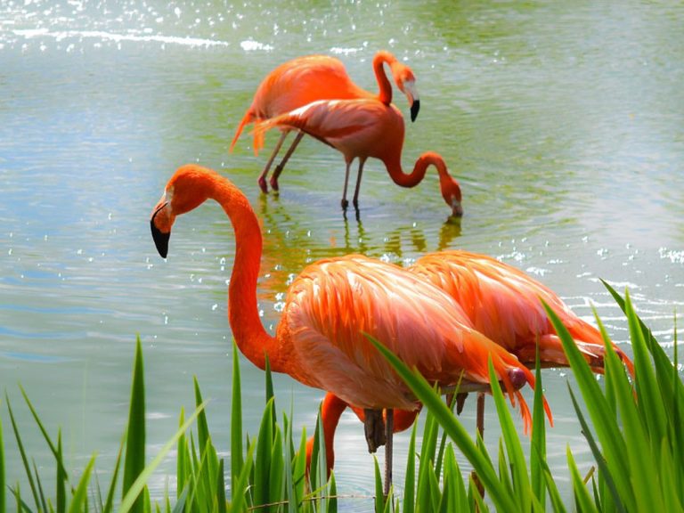 UAE and Japan Partner for Bird Conservation Efforts