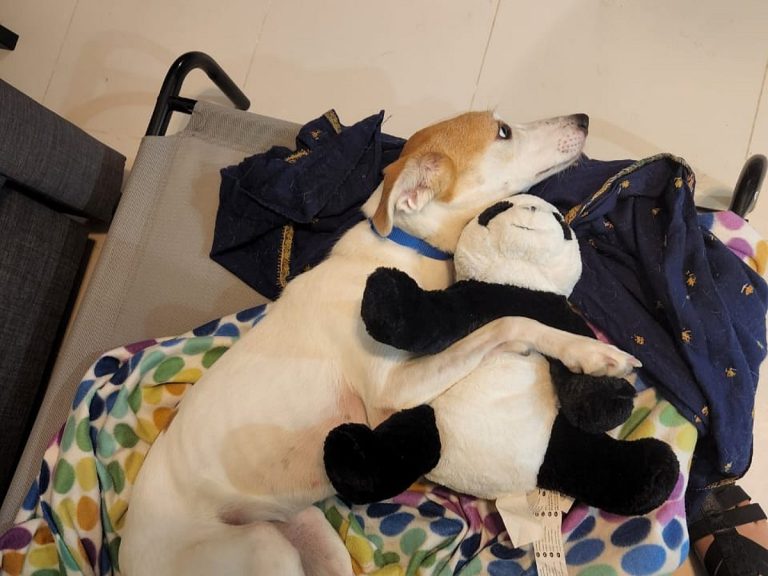 Understanding Dogs' Toy Obsession and Its Implications