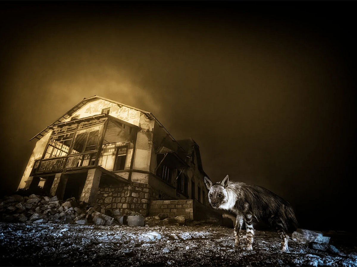 Wildlife Photographer of the Year 2025 Winners Announced