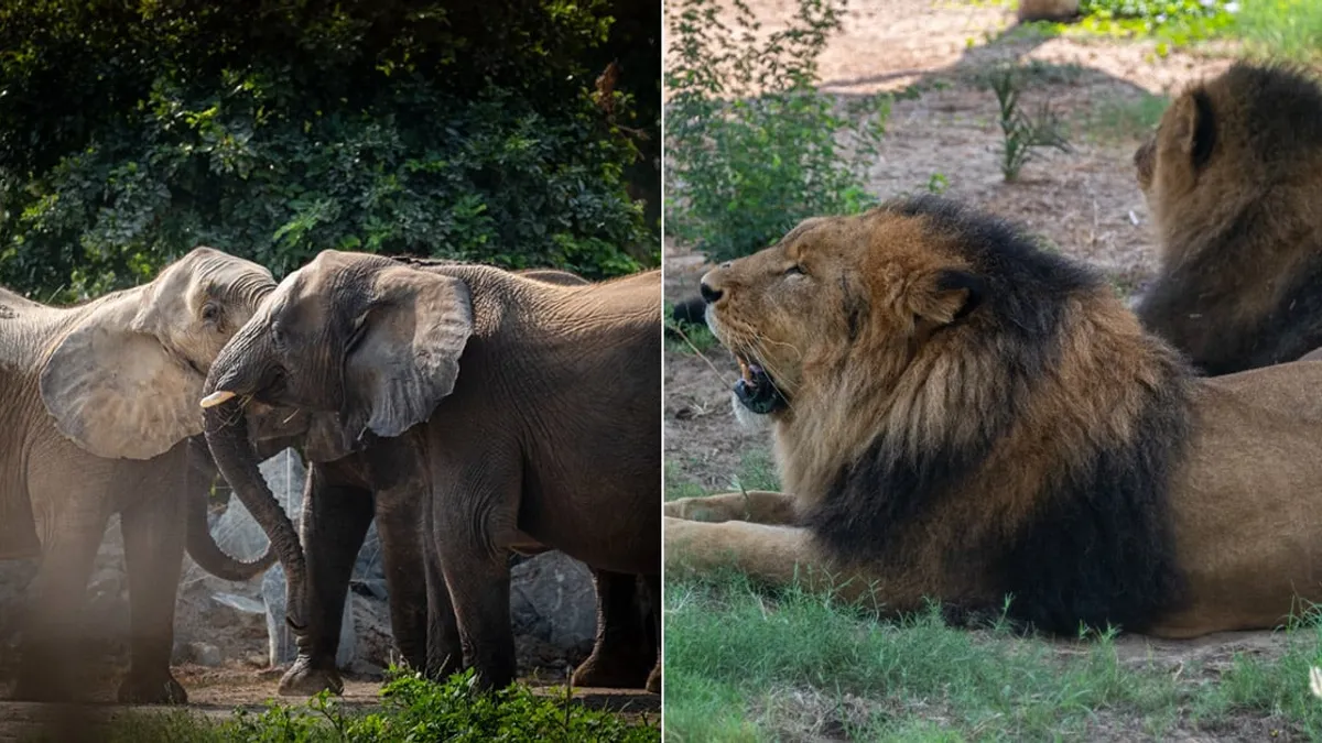 Visitors enjoying wildlife experiences at Dubai Safari Park.
