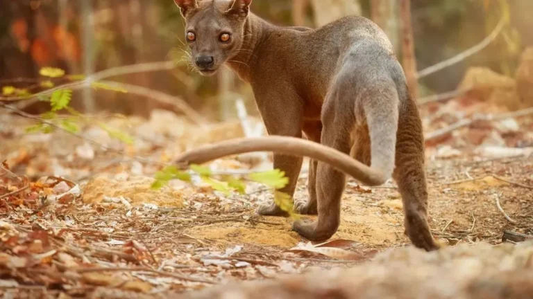 A diverse landscape of Madagascar showcasing unique wildlife and ecosystems.