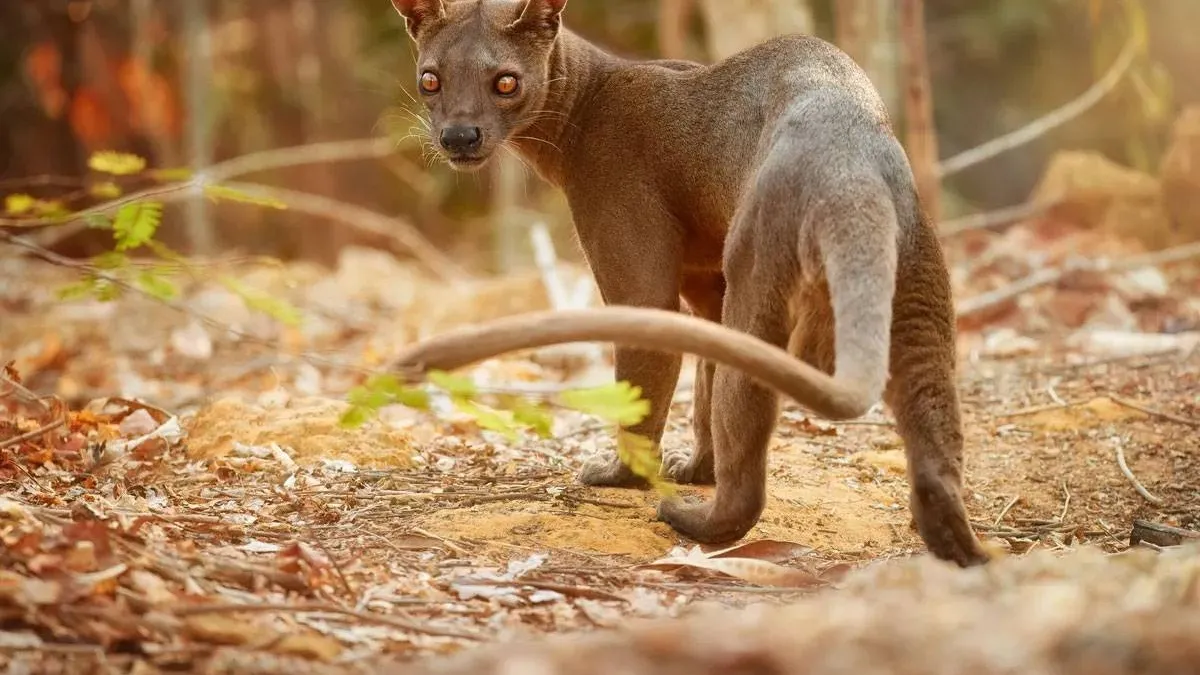 A diverse landscape of Madagascar showcasing unique wildlife and ecosystems.