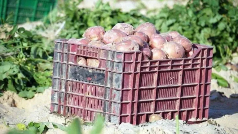 A cardboard box used for storing potatoes in a cool, dark place.